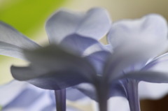 庭の花
