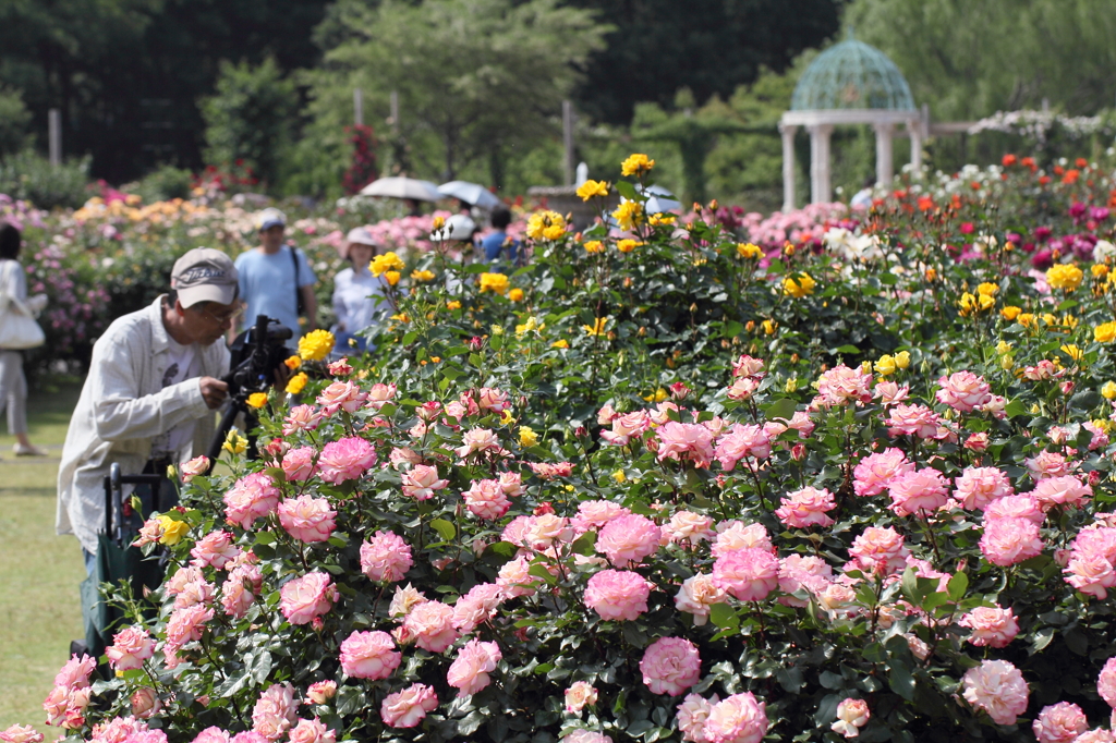 京成バラ園2011