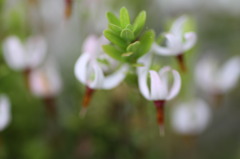 庭の花