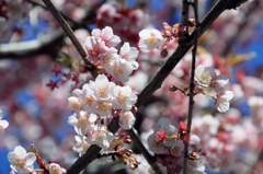 船橋の桜