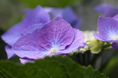 庭の花