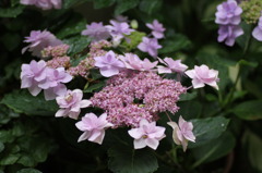 庭の花