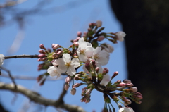 近所の桜