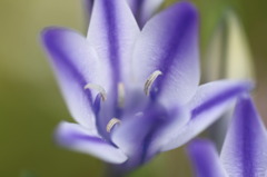 庭の花