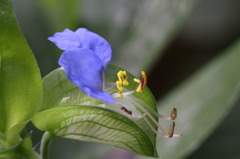 庭の草