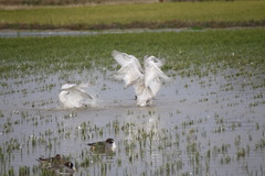 本埜村の白鳥