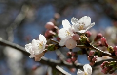 近所の桜