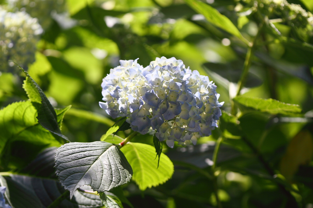 本土寺2011