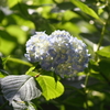 本土寺2011