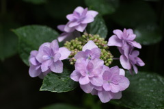 庭の花