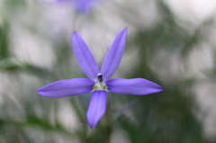 庭の花