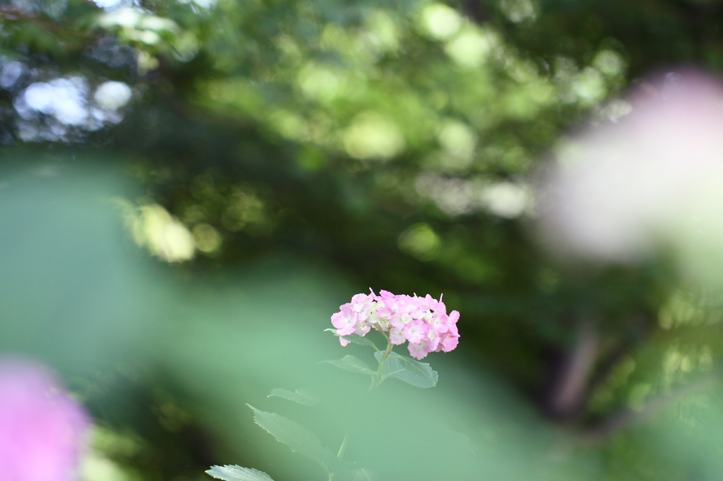 本土寺