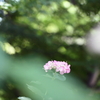 本土寺