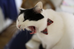コラー