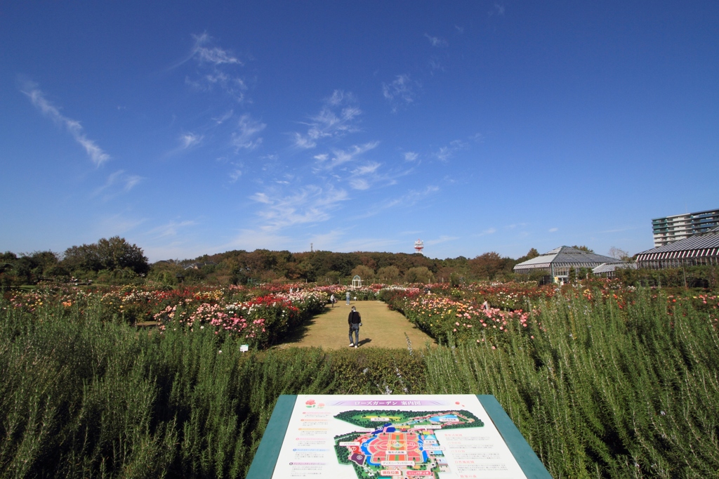 京成バラ園