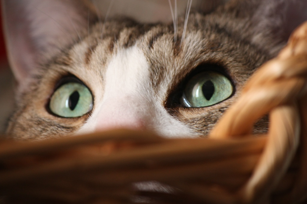 猫の目