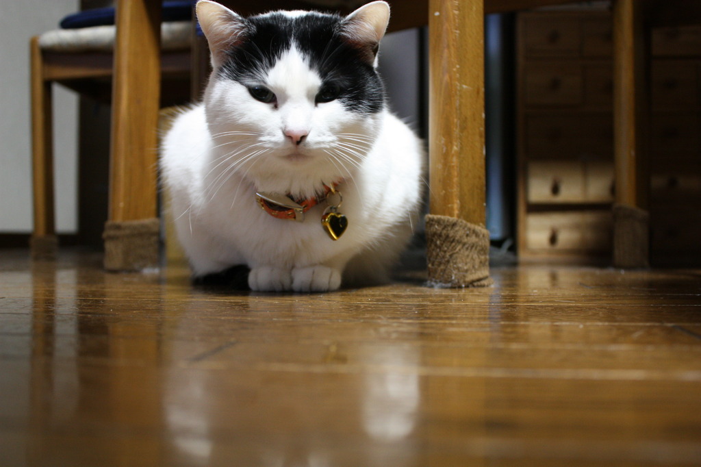 猫