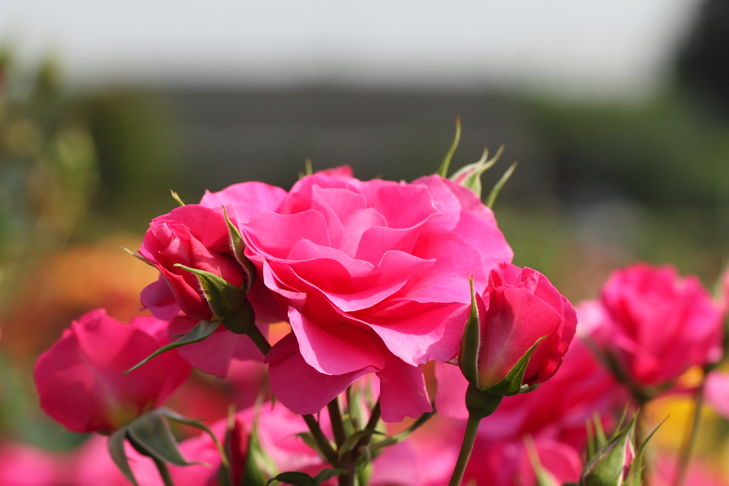 京成バラ園2011