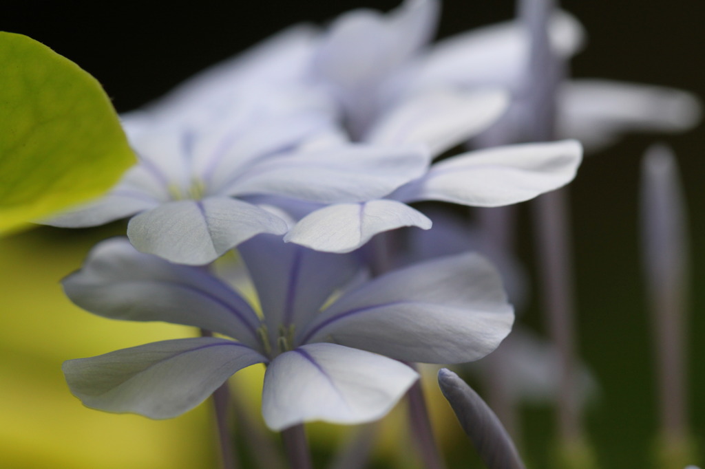 庭の花