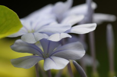 庭の花