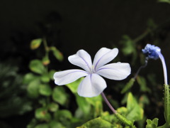 庭の花