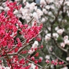 やっと春