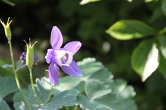 庭の花