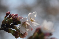 近所の桜