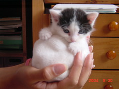 子猫時代