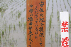本埜村の白鳥