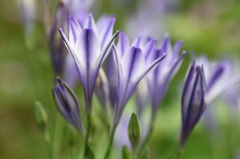庭の花