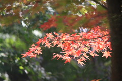 紅葉・筑波山