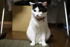おすまし