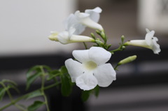 庭の花
