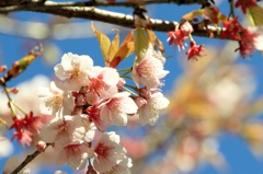 船橋の桜（トリミング）