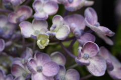 庭の花