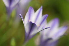 庭の花