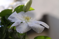 庭の花