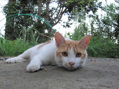 実家のノラ