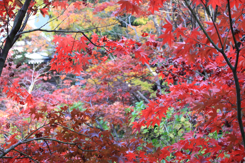 本土寺