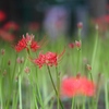 彼岸花