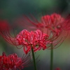 彼岸花