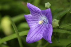 庭の花