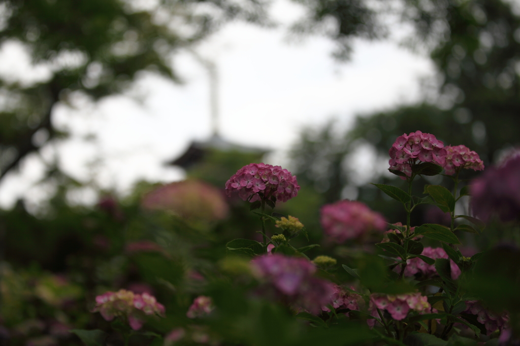 紫陽花