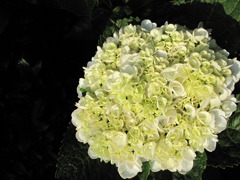 庭の花