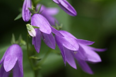 庭の花