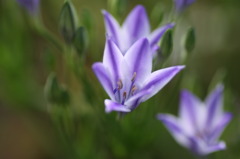 庭の花