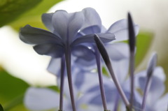 庭の花