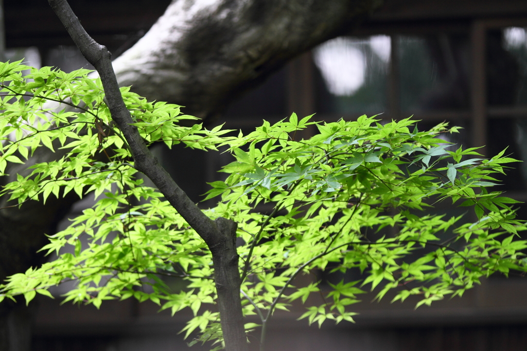 本土寺