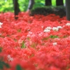 彼岸花